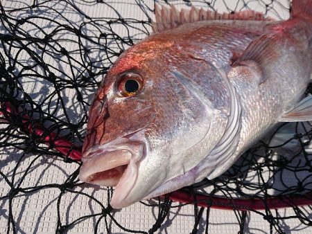 フィッシングボートACE（エース） 釣果