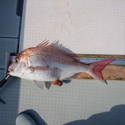 フィッシングボートACE(エース) 釣果