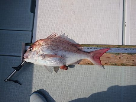 フィッシングボートACE(エース) 釣果