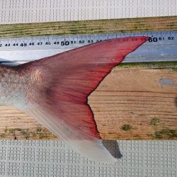 フィッシングボートACE(エース) 釣果