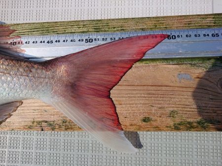 フィッシングボートACE(エース) 釣果