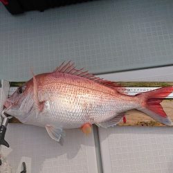 フィッシングボートACE(エース) 釣果