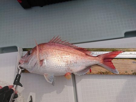 フィッシングボートACE(エース) 釣果