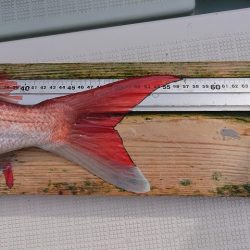 フィッシングボートACE(エース) 釣果