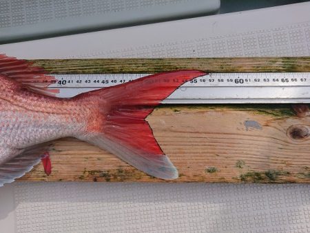 フィッシングボートACE(エース) 釣果