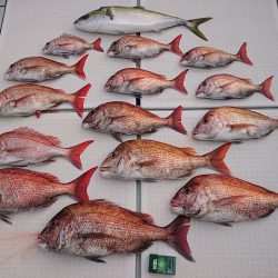 フィッシングボートACE(エース) 釣果