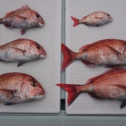 フィッシングボートACE(エース) 釣果