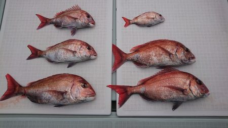 フィッシングボートACE（エース） 釣果