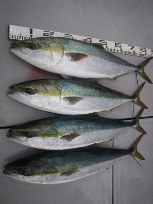 磯部釣船 直栄丸 釣果