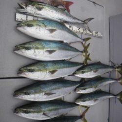 磯部釣船 直栄丸 釣果