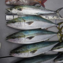 磯部釣船 直栄丸 釣果