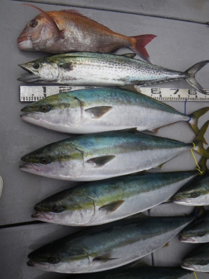 磯部釣船 直栄丸 釣果