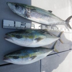 磯部釣船 直栄丸 釣果