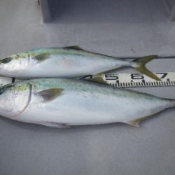 磯部釣船 直栄丸 釣果