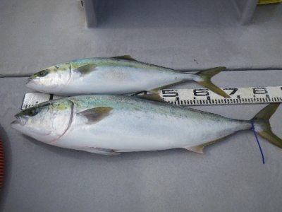 磯部釣船 直栄丸 釣果