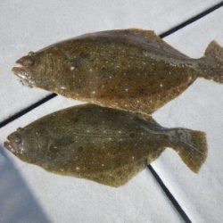 磯部釣船 直栄丸 釣果