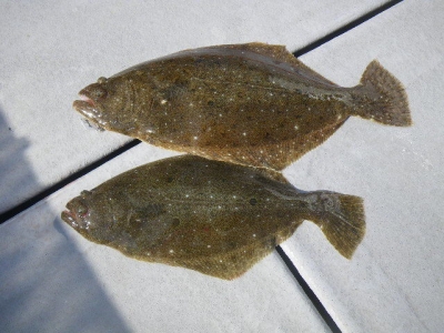 磯部釣船 直栄丸 釣果