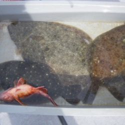 磯部釣船 直栄丸 釣果