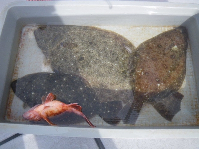 磯部釣船 直栄丸 釣果