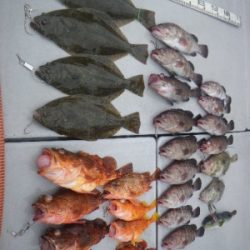 磯部釣船 直栄丸 釣果