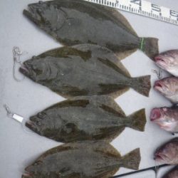 磯部釣船 直栄丸 釣果