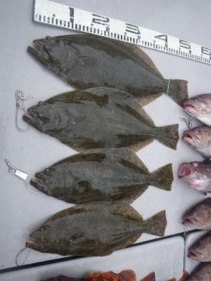 磯部釣船 直栄丸 釣果