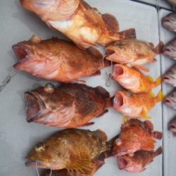 磯部釣船 直栄丸 釣果