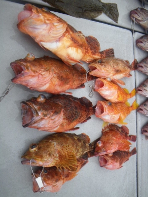 磯部釣船 直栄丸 釣果