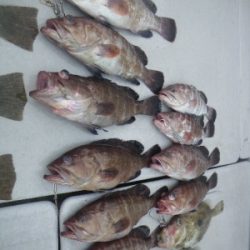 磯部釣船 直栄丸 釣果