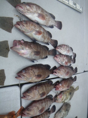 磯部釣船 直栄丸 釣果