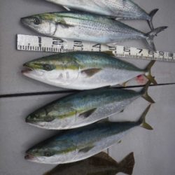 磯部釣船 直栄丸 釣果