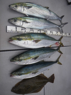 磯部釣船 直栄丸 釣果