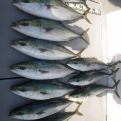 磯部釣船 直栄丸 釣果