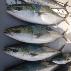 磯部釣船 直栄丸 釣果