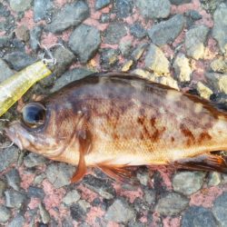 熱海港でプラッキングメバル　ナダ（nadar）コリー　ぺ様からのインプレレポ！