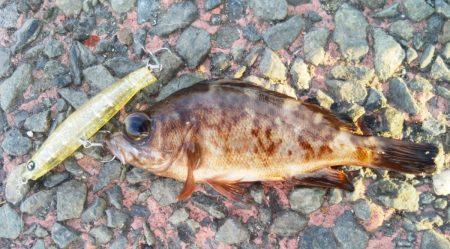 熱海港でプラッキングメバル　ナダ（nadar）コリー　ぺ様からのインプレレポ！