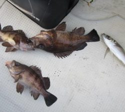 兼六丸 釣果