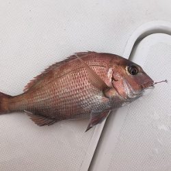 フィシングボートAir(エアー) 釣果