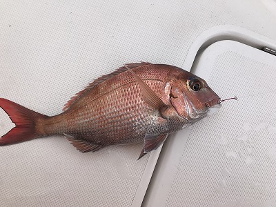 フィシングボートAir(エアー) 釣果