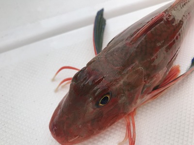 フィシングボートAir(エアー) 釣果