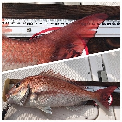 フィシングボートAir(エアー) 釣果