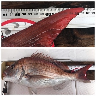 フィシングボートAir(エアー) 釣果