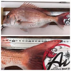 フィシングボートAir(エアー) 釣果