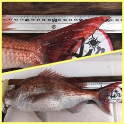 フィシングボートAir(エアー) 釣果