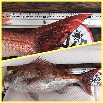 フィシングボートAir(エアー) 釣果