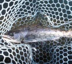 朝霞ガーデン 釣果