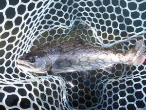 朝霞ガーデン 釣果