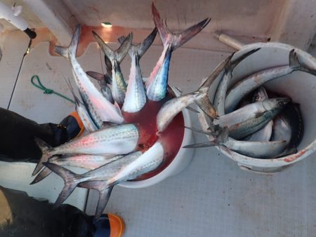 Aquanaut(アクアノート) 釣果