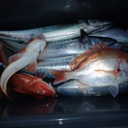 Aquanaut(アクアノート) 釣果