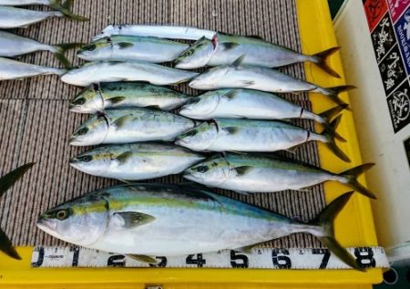 火遠理丸(ほおりまる) 釣果